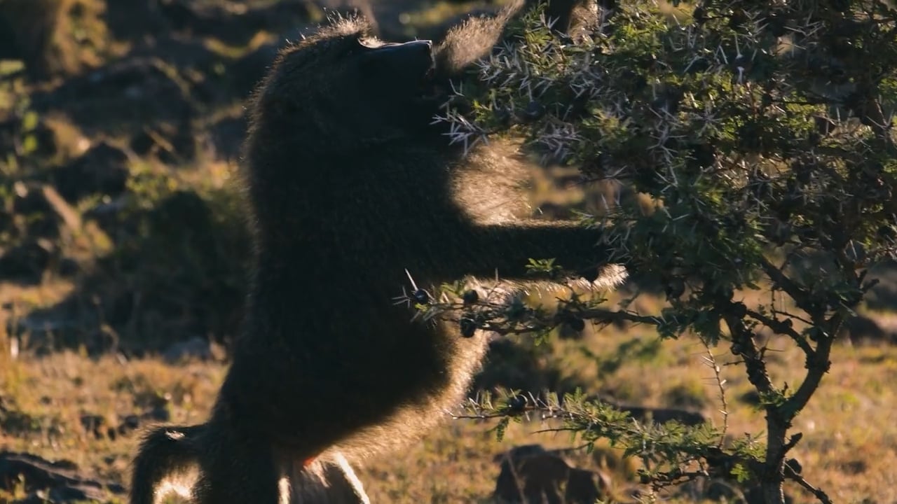 Alpha Male Baboon
