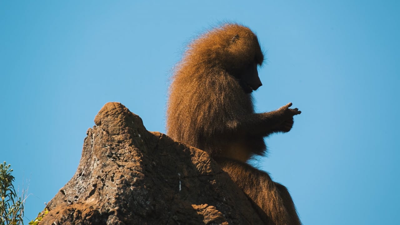 Relaxed Baboon