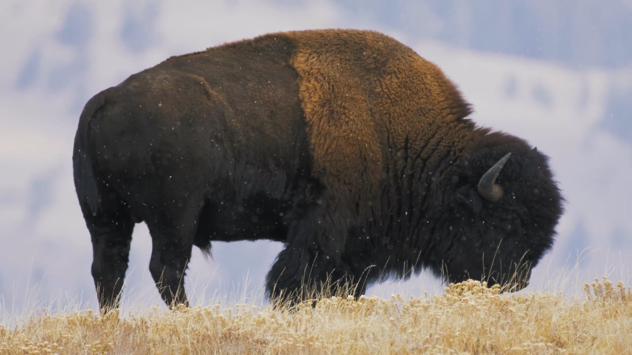 Bison in snow