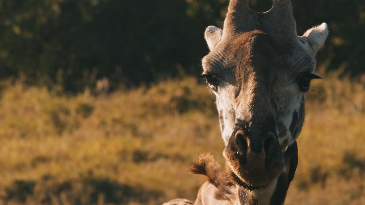 Giraffe stare down