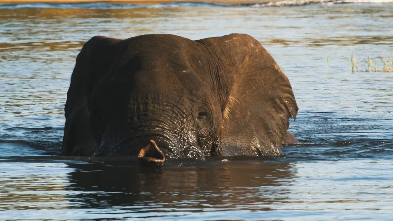 Elephant Snorkel