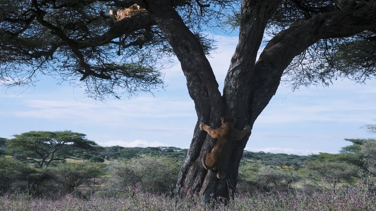 Lion slow descent