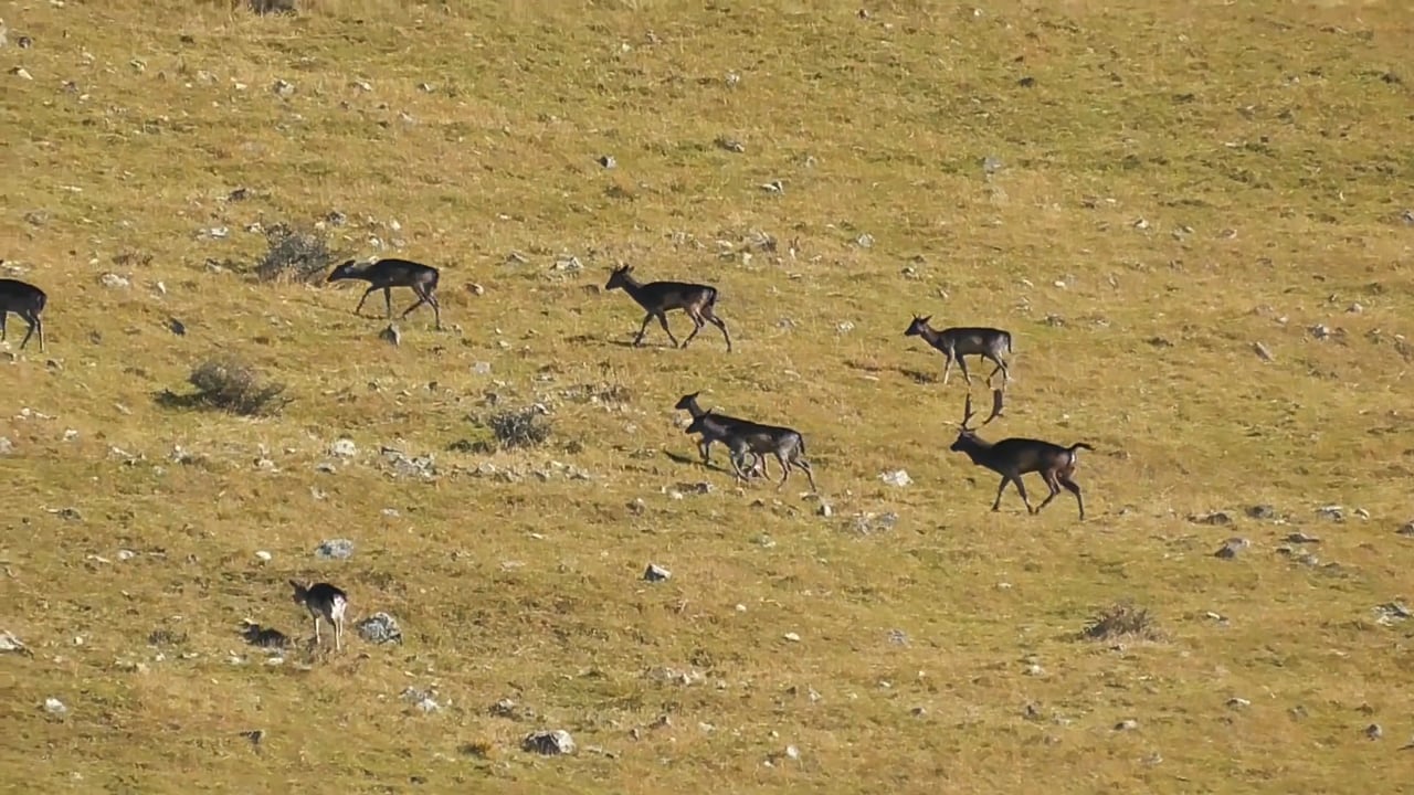 Fallow Deer buck