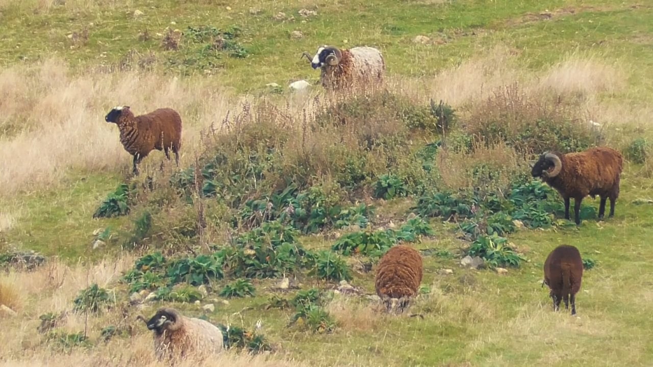 Arapawa Rams