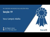 Vaca adulta campeona