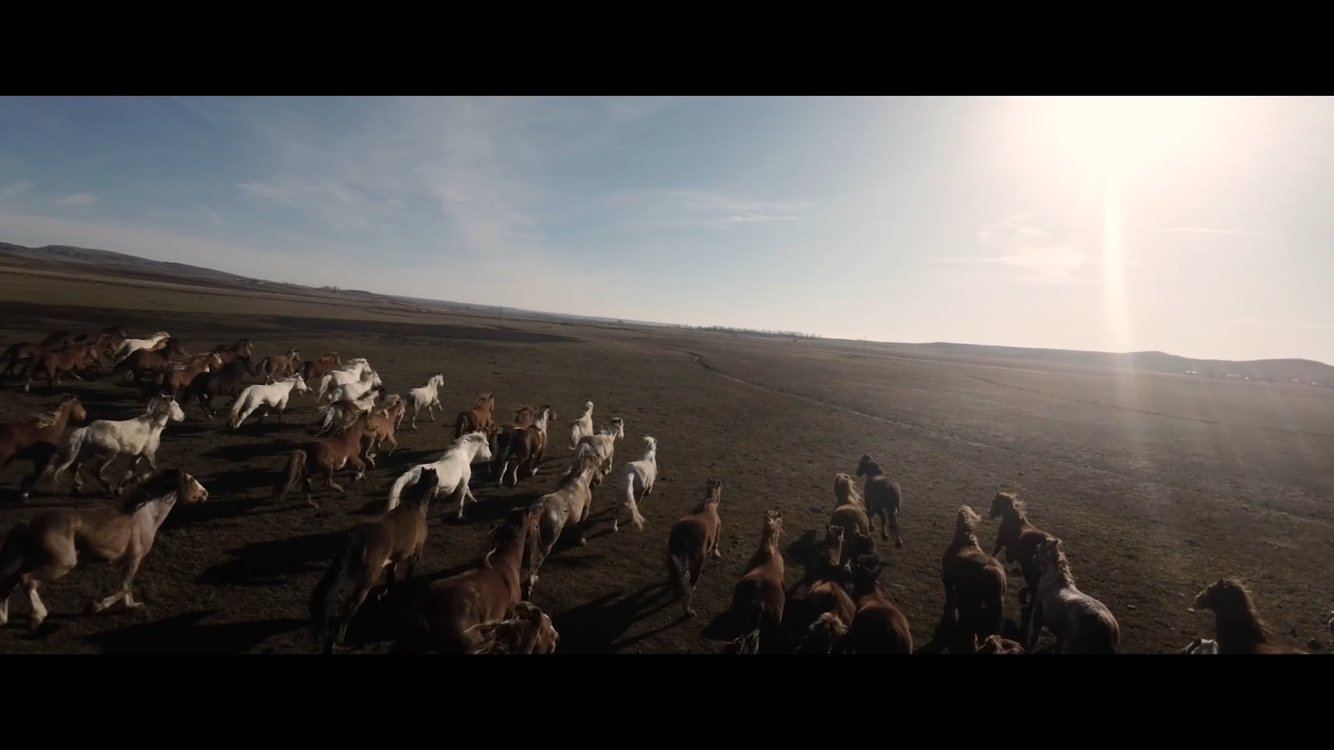 help-for-wild-horses-on-vimeo