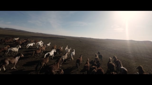 Help for Wild Horses