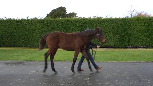 Lot 107