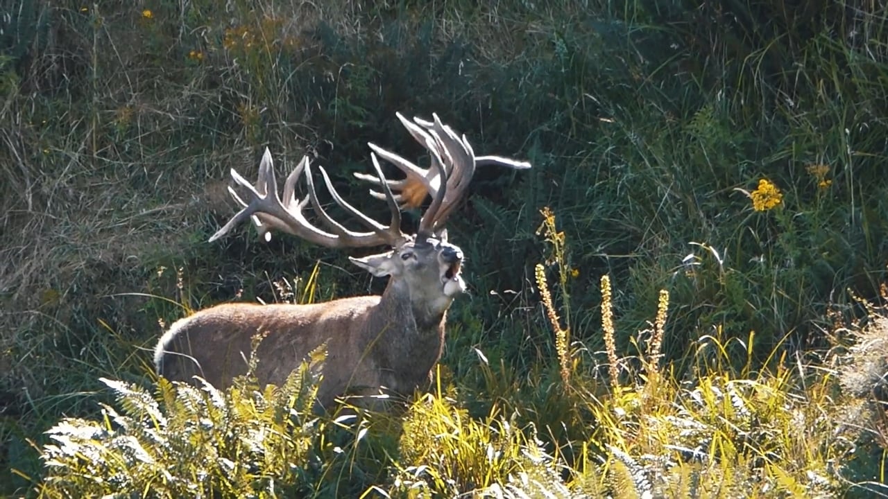 Red Deer Calling