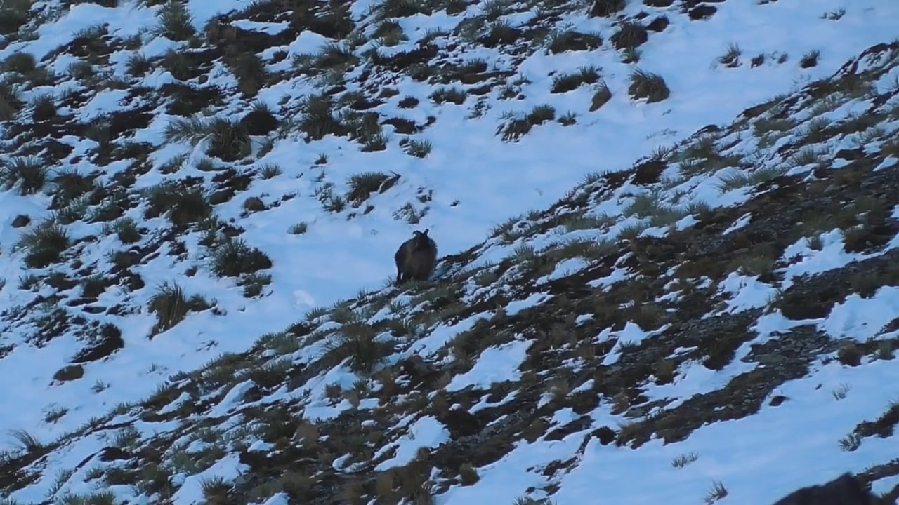 Tahr Running