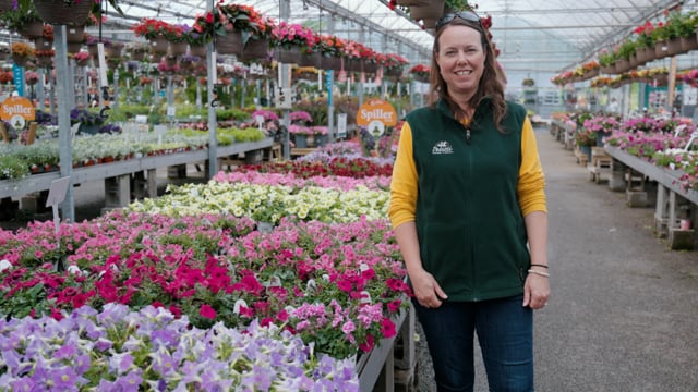 How to Grow & Care for Petunias & Calibrachoas