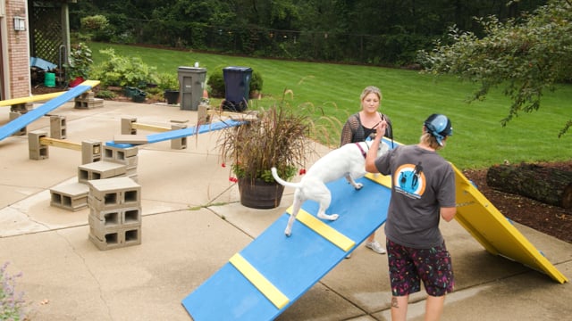 Training Your Puppy in Public