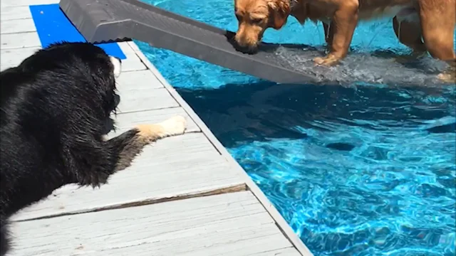 Dog pool outlet ladder