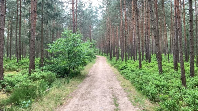 path, trees, forest