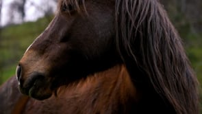 SONOTERAPIA CON CABALLOS