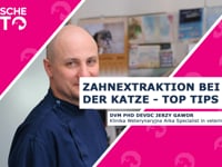 Zahnextraktion bei der Katze - Top Tips