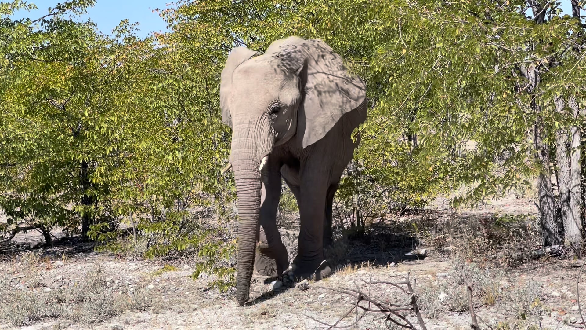 Etosha, Namibia
