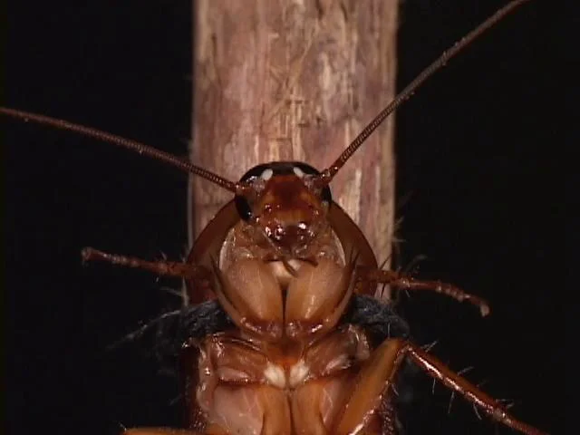 The Rusty Bug - Sourkrauts.de on Vimeo