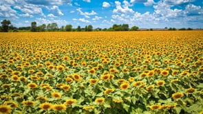Sunflowers - Images of Waco