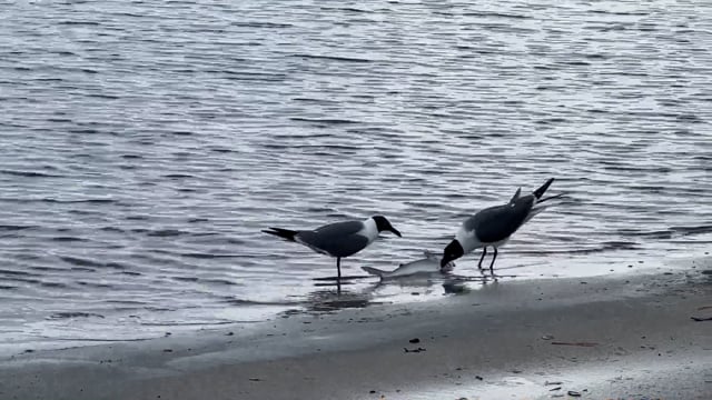 Seagull Seagull Feeding Seagull Eating Fish Free Stock Video - Pixabay