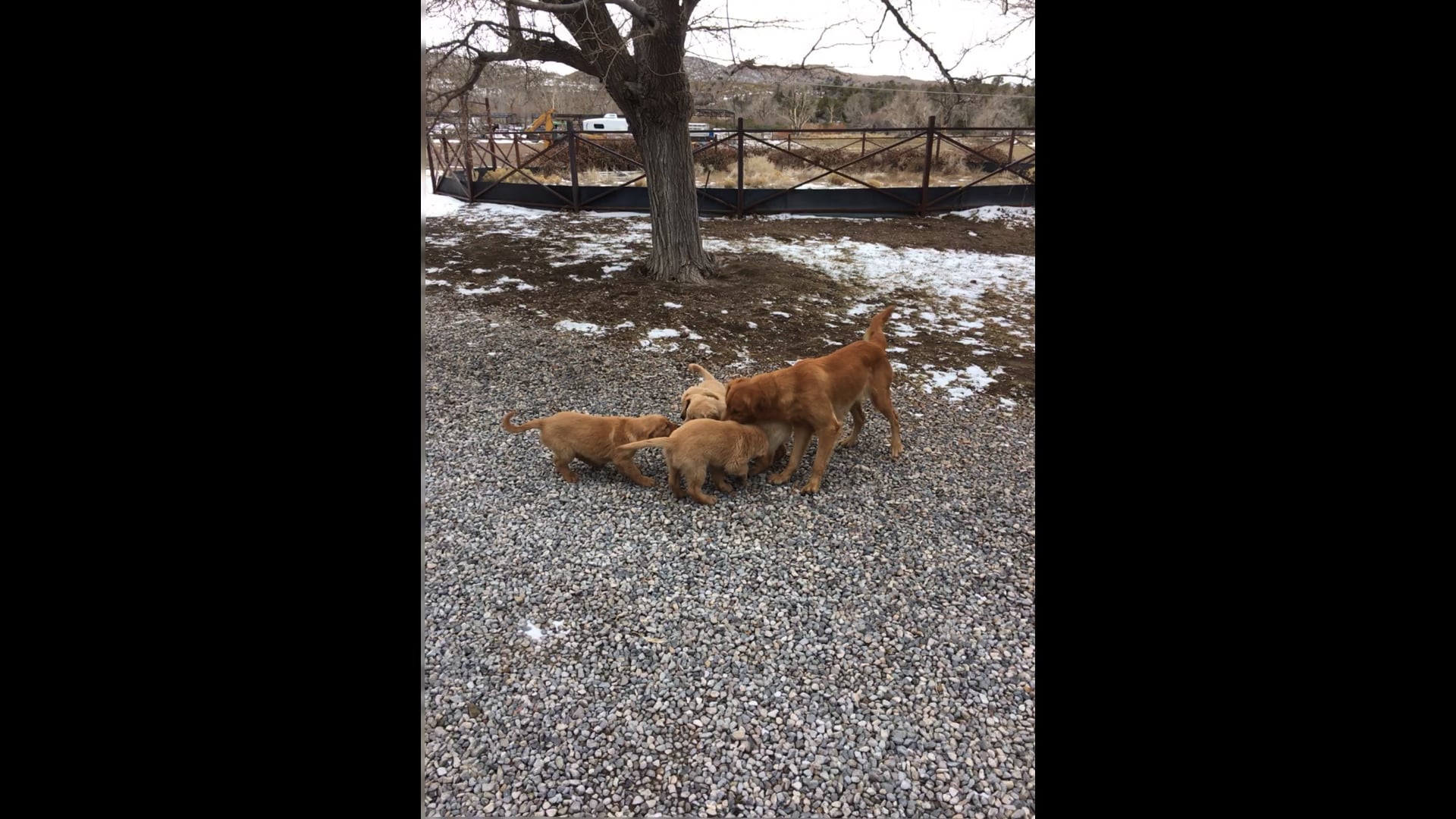 Willow Creek Golden Retrievers