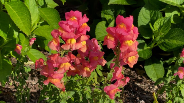 Flowers Snapdragon Exotic Free Stock Video Pixabay Flowers Snapdragon Exotic Free Stock Video Pixabay