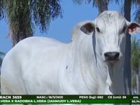 Lote 44