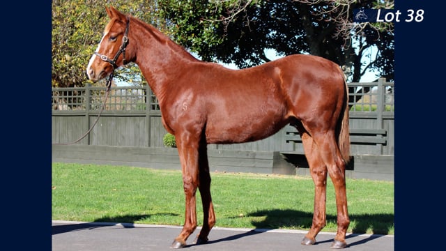Lot 38