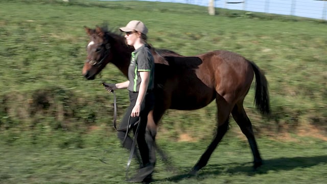 Lot 175