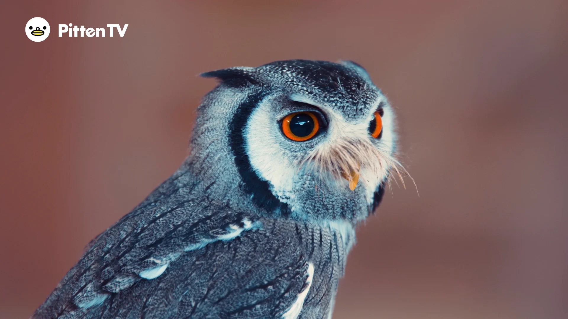 フクロウ 01 | アフリカオオコノハズクを動画で見てみよう