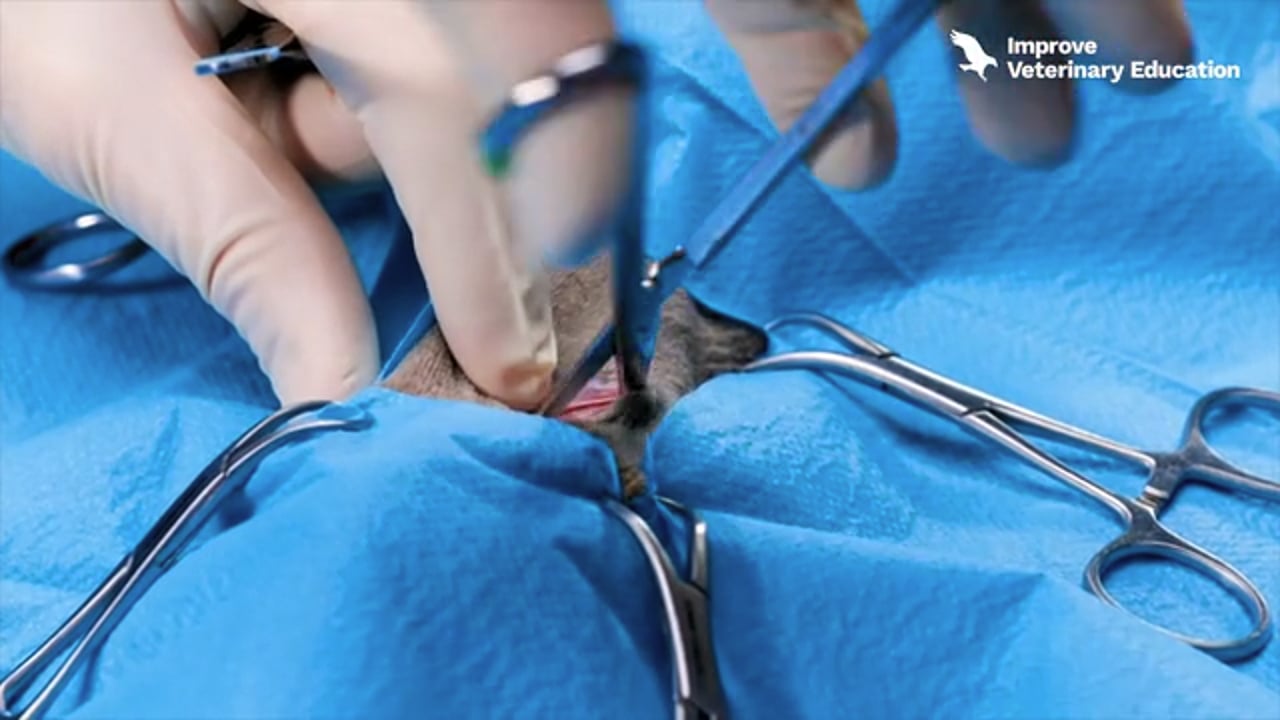 Ventral bulla osteotomy