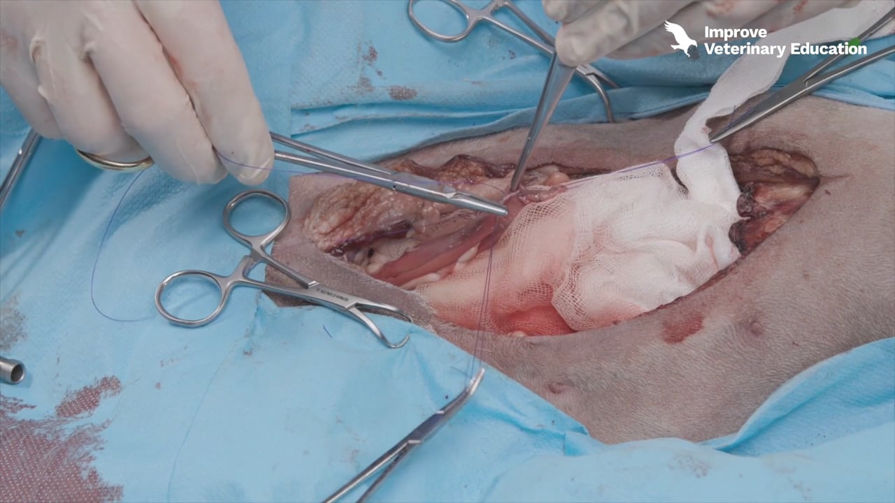 Cystotomy