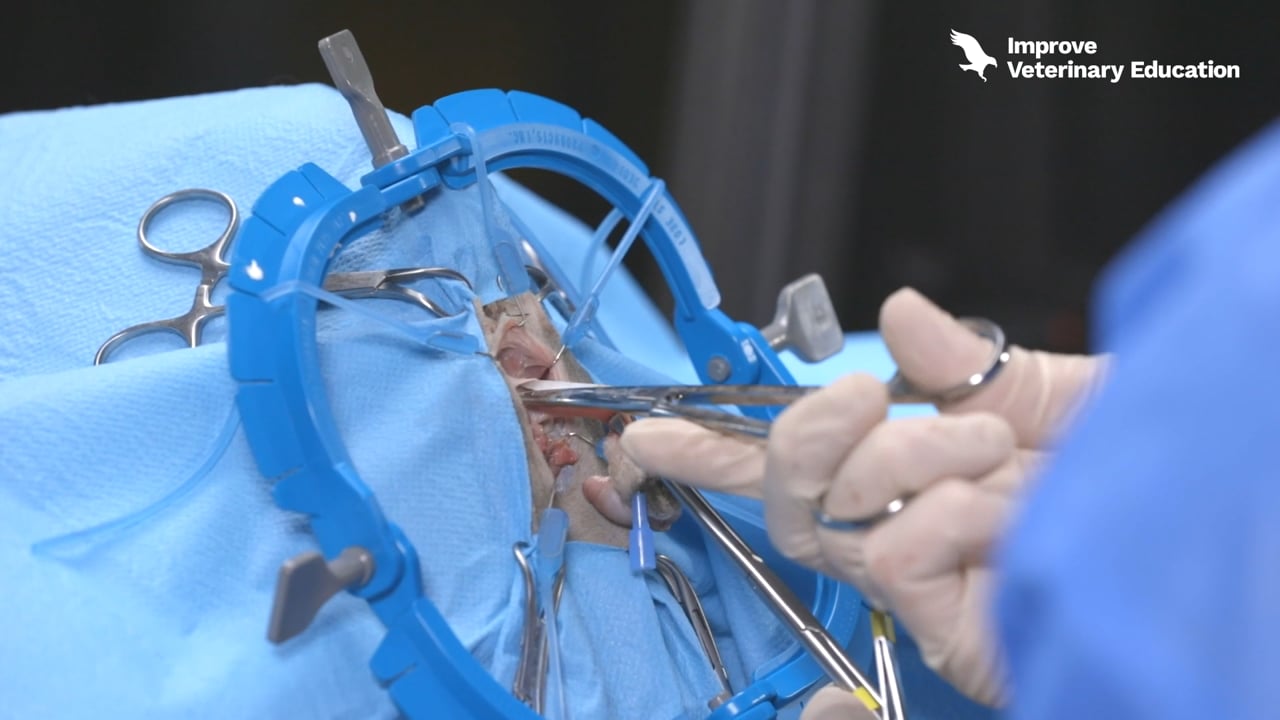 Perineal urethrostomy in cats