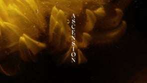 Ascension - - Shadow Lion