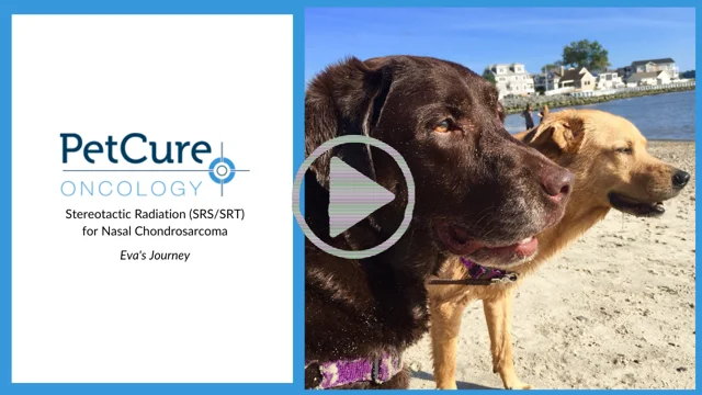 Srs radiation sale for dogs