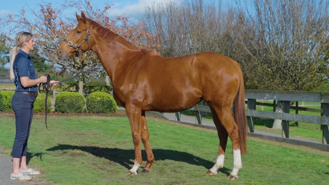 Lot 252