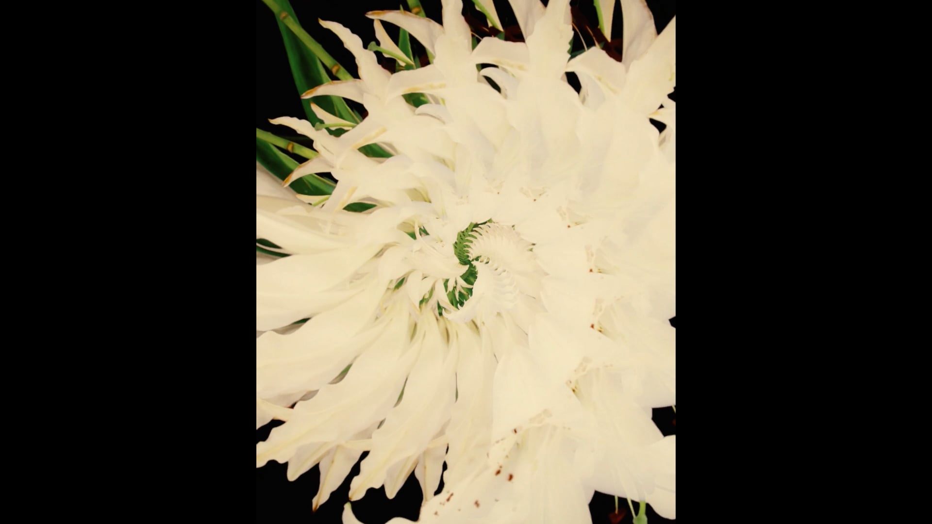 We Will Bloom Again Series Chapter 3