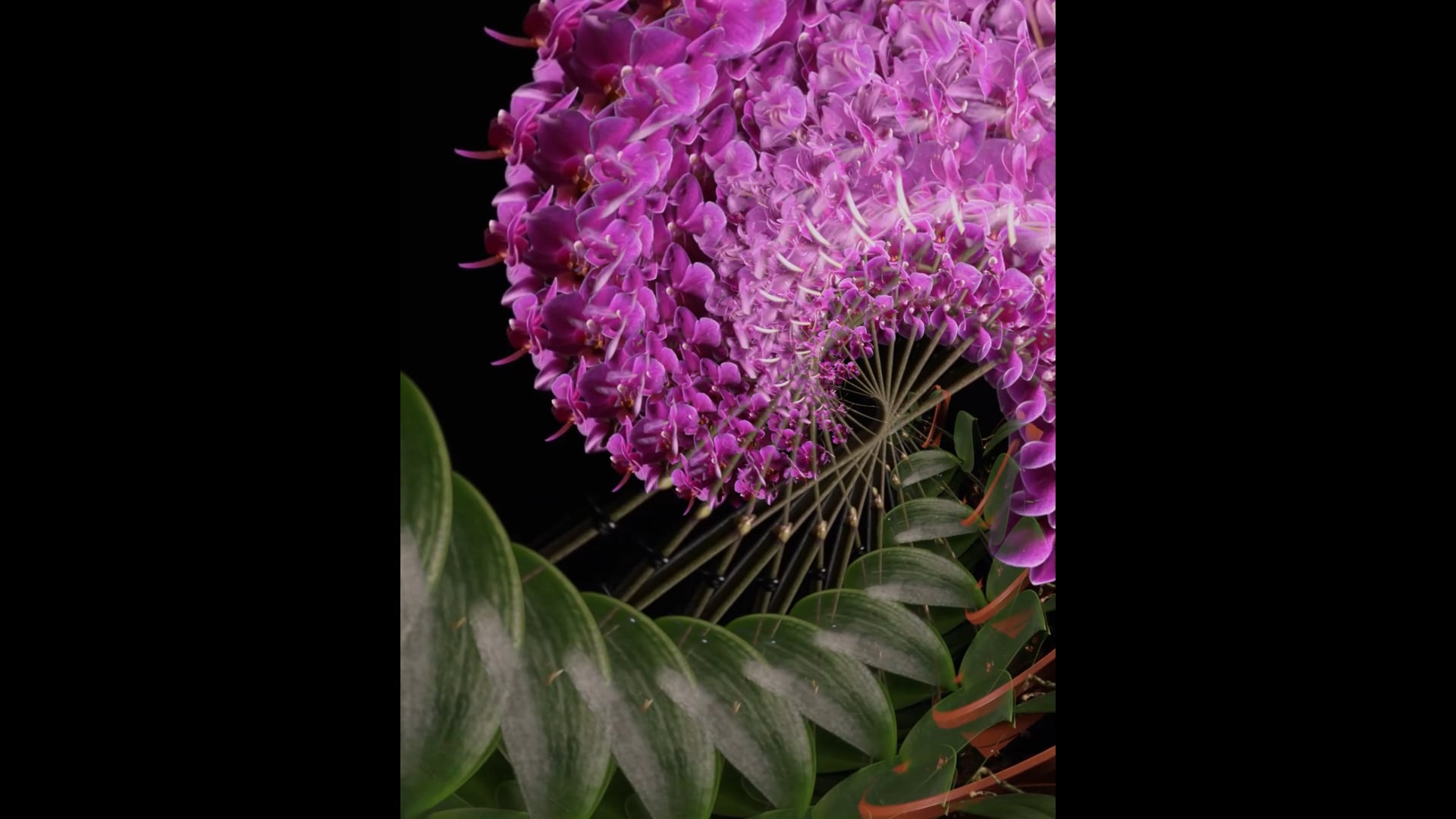 We Will Bloom Again Series Chapter 1