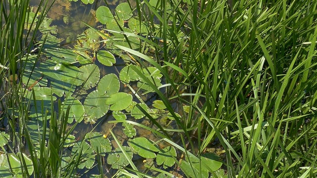 Lily Pads Pond Pond Life Free Stock Video Biology Diagrams