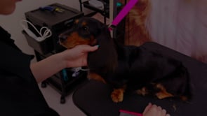 MICROBITE - Trimming a long haired Dachshund’s ear.