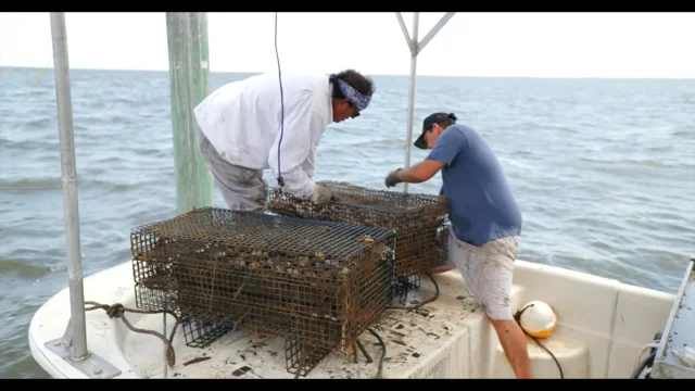 Could oyster farms replace traditional methods in La.? Not yet.