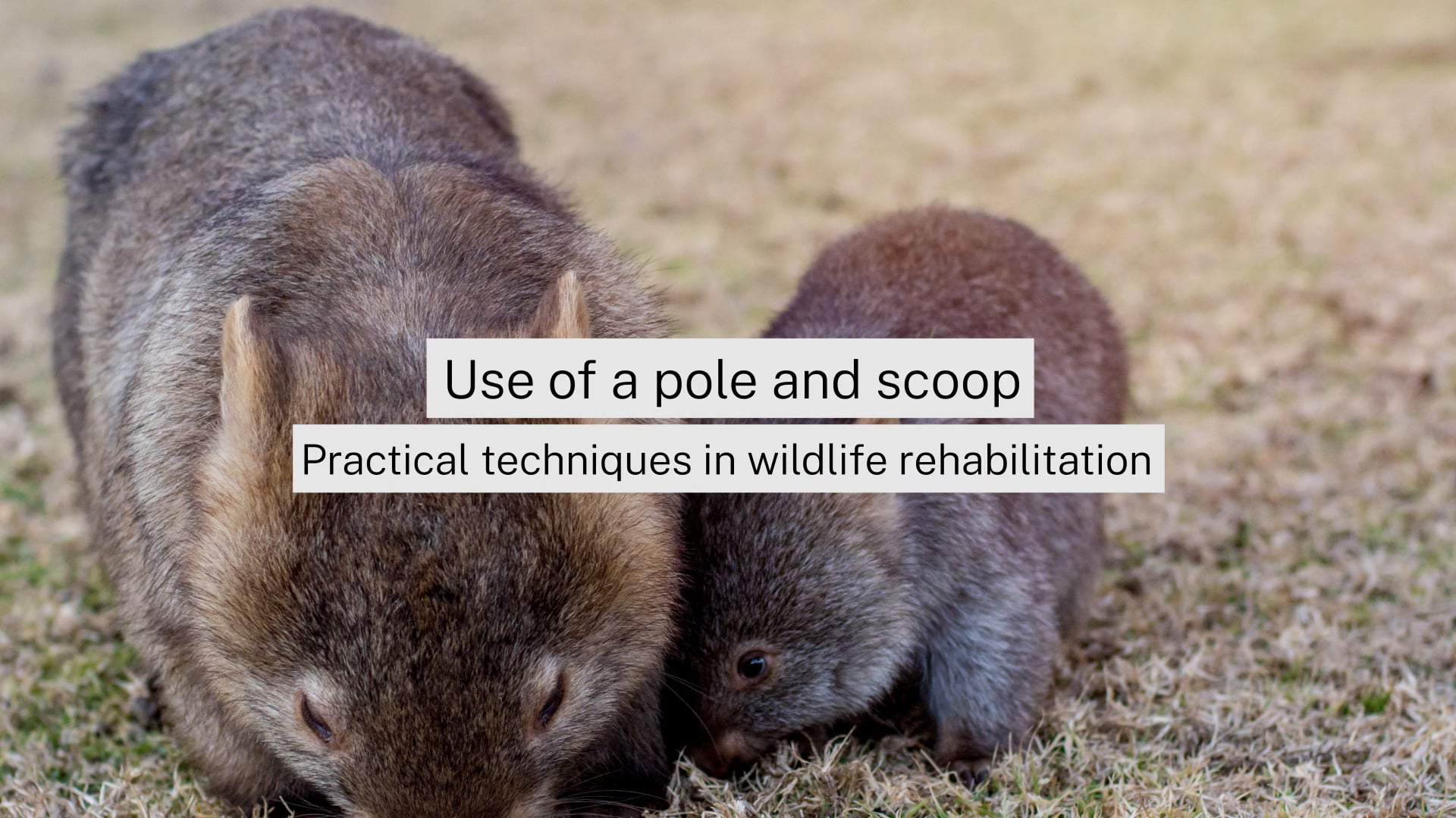 Use of a pole and scoop