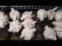 Animal Science: Welcome to Animal Science Course