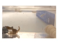 Newswise:Video Embedded octopuses-map-their-visual-landscape-much-like-humans-do