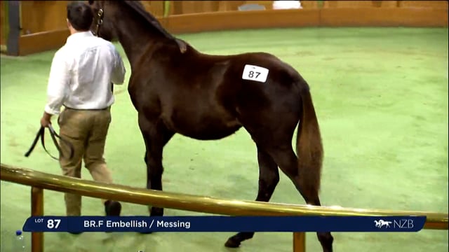 2023 National Weanling & Broodmare Sale - Lots 87 - 96