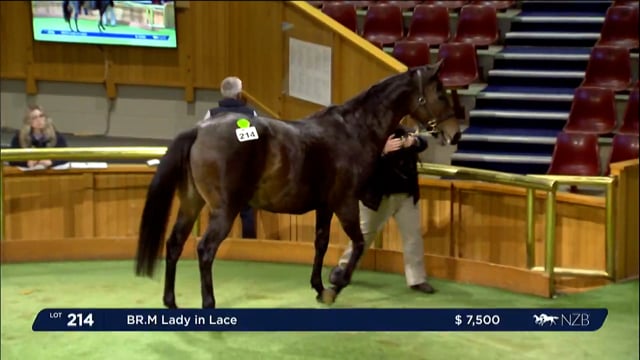 2023 National Weanling & Broodmare Sale - Lots 214 - 222