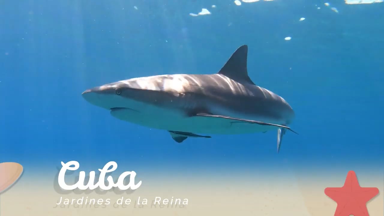 Diving Best Encounters - Cuba 2019