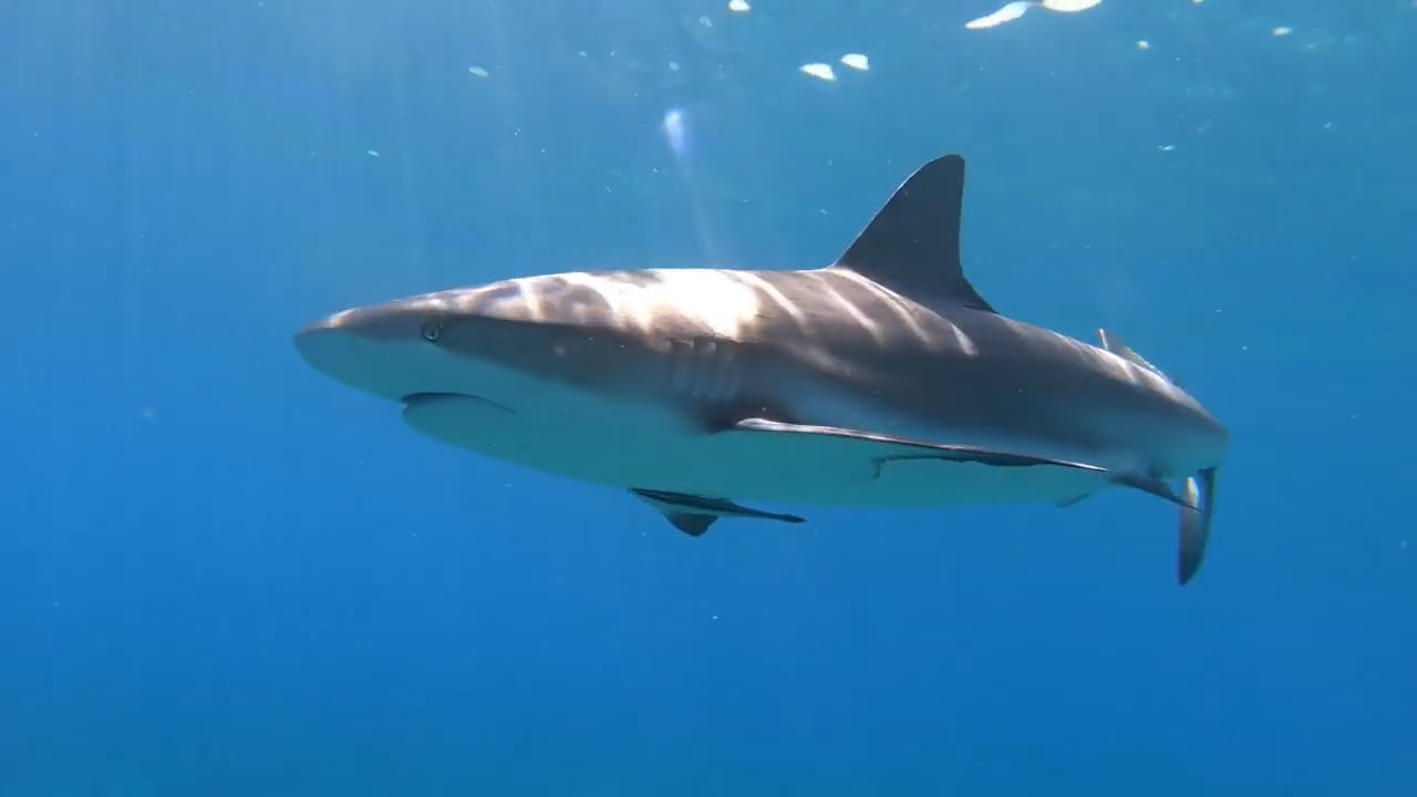 Jardines de la Reina - 1000 tiburones y una barracuda