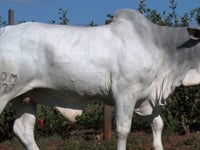 Lote 54