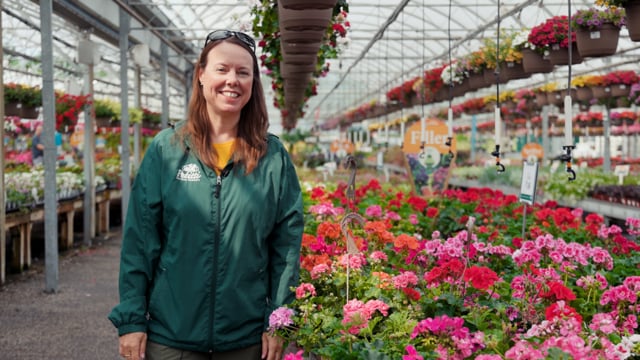 Geranium Spotlight | Grow This Annual for Pollinators, Cut Flowers, and Deer Resistance